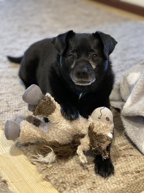 Nach vier Jahren endlich ein Zuhause: Die kleine Coco aus dem Welser Tierheim hat bei Eleonore Schreiner und ihrer Familie ein liebevolles Heim gefunden. | Foto: Schreiner