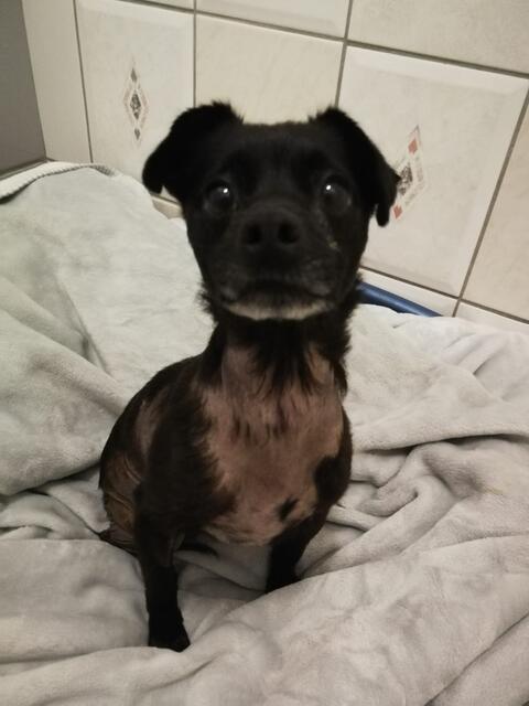 So kannte man Coco noch im Tierheim: Der Kleinen viel immer wieder mal das Fell aus, weil sie so viel Stress in sich hatte. | Foto: Arche Wels