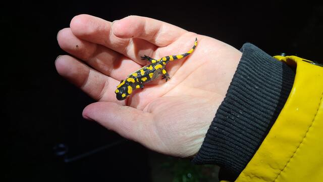 Auch zahlreiche Feuersalamander werden gerettet und sicher über die Straße gebracht.  | Foto: VGT.at