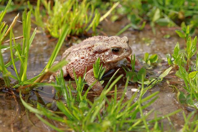Frösche und andere Amphibien sind auf den Wanderungen zu ihren Laichgewässern vielen Gefahren ausgesetzt und brauchen Menschen, die ihnen etwa als Fröscheklauber das Leben retten. | Foto: Pixabay
