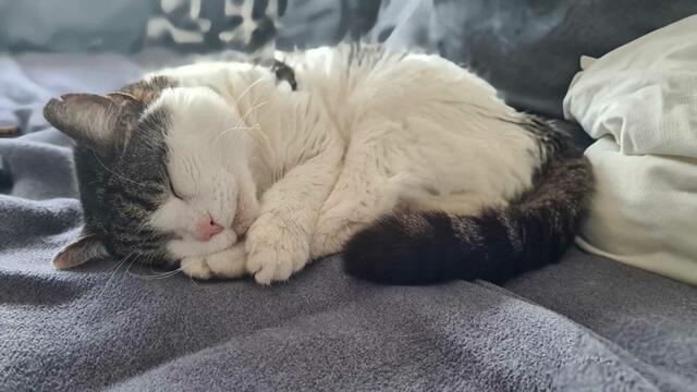 Der 17-jährige Burzel fühlt sich im neuen Zuhause bei Viktoria sichtlich wohl. | Foto: Viktoria Kaiblinger