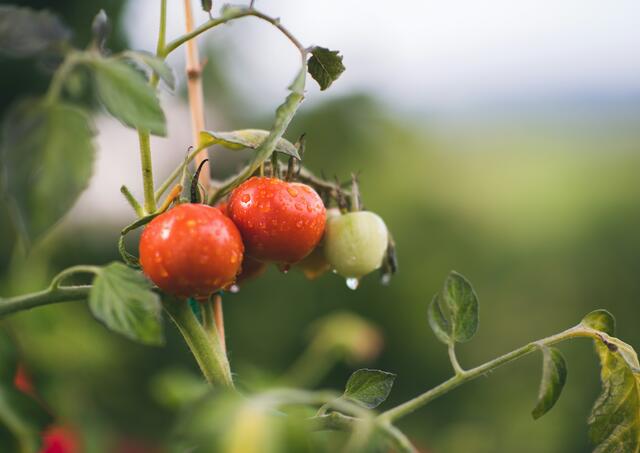 Wer im Frühjahr sät, der darf sich im besten Fall später über eine reiche Ernte freuen. Die städtische Umweltberatung gibt dazu bereits Tipps. | Foto: Janko Ferlič/Unsplash 