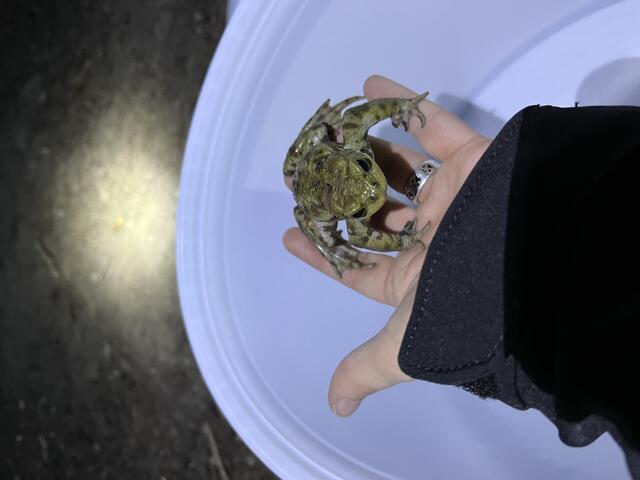 Diese Erdkröte wurde gerettet. | Foto: VGT.at