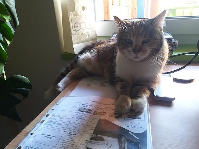 Tag zwei im neuen Heim: Paloma hilft im Homeoffice. | Foto: BRS