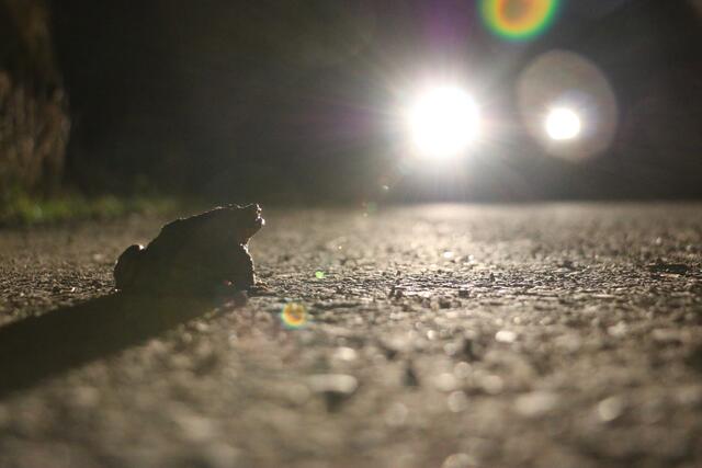 Die größte Gefahr für die Tiere ist der Autoverkehr. Die überwiegende Mehrheit der Amphibien kommt beim Versuch, die Straße zu überqueren, um.  | Foto: VGT.at