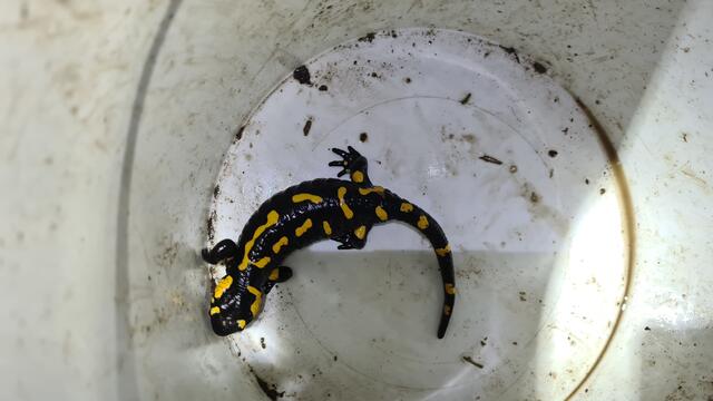 Auch zahlreiche Feuersalamander werden gerettet und sicher über die Straße gebracht.  | Foto: VGT.at