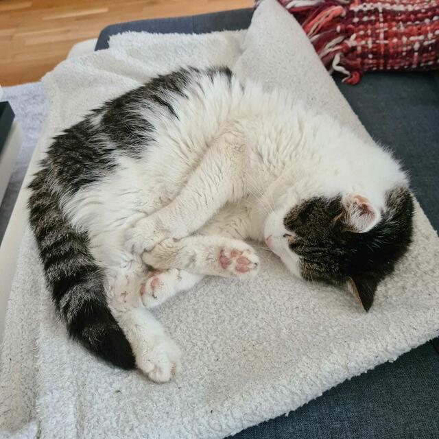 Aus dem Tierheim nach Lambach - Hier wird der Tierheimkater umsorgt und geliebt. | Foto: Viktoria Kaiblinger