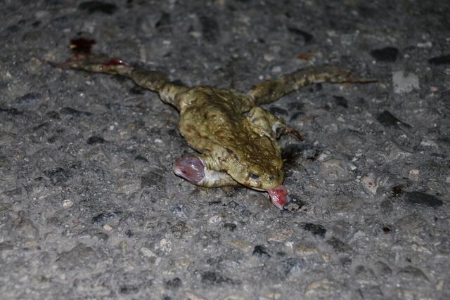 Trauriges Opfer des Straßenverkehr: Überall dort, wo keine Zäune oder Tunnel die Tiere schützen, werden sie in sehr großen Zahlen überfahren.  | Foto: VGT.at