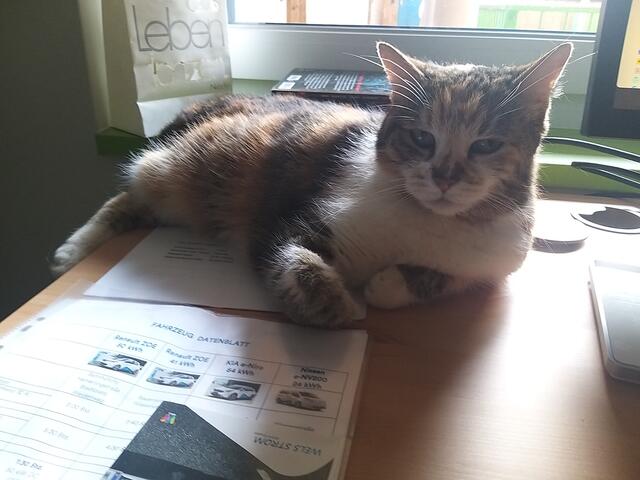 Tag zwei im neuen Heim: Paloma hilft im Homeoffice. | Foto: BRS