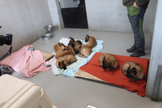 Acht Malinois-Welpen treten schon bald ihren Dienst als Militärhunde an. | Foto: Kathrin Santha