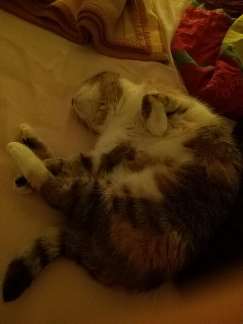 Katzenoma Paloma fühlte sich schon in der ersten Nacht wie zu Hause. | Foto: BRS