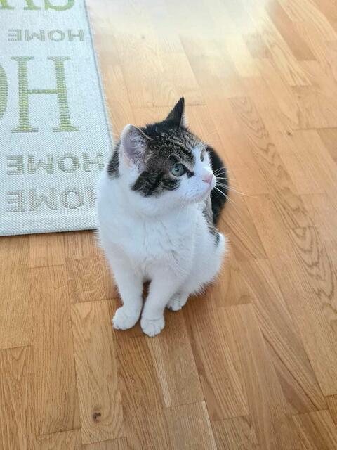 Die richtige Entscheidung: Burzel hat sein Platzerl gefunden und genießt sein Leben an der Seite von Viktoria. | Foto: Viktoria Kaiblinger