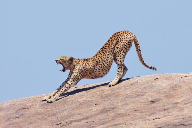 Peter Löwenstein aus Scheibbs beeindruckt die Besucher seiner Multimediaschau in Krems mit tollen Bildern aus Kenia und Tansania. | Foto: Peter Löwenstein
