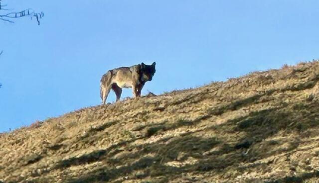 Dieser Schnappschuss gelang einem Landwirt im Bereich Witra im Lavanttal. | Foto: Privat