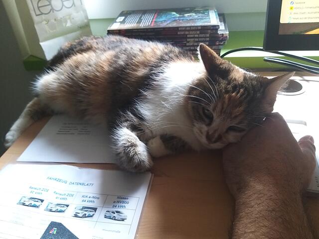 Tag zwei im neuen Heim: Paloma hilft im Homeoffice. | Foto: BRS