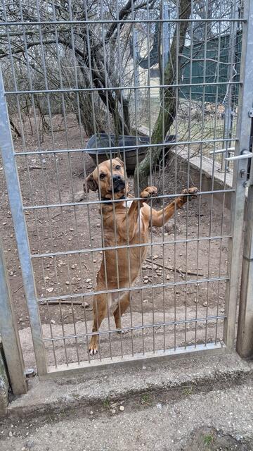 Futter für die Hunde ist mit dabei
