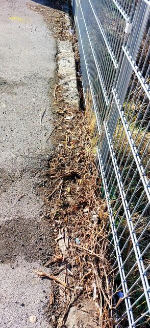 Viele Tschiks entlang des schmalen Zaunstreifens bei der Straßenbahn 9, Station Simonygasse. | Foto: Zuzana Kobesova 2024