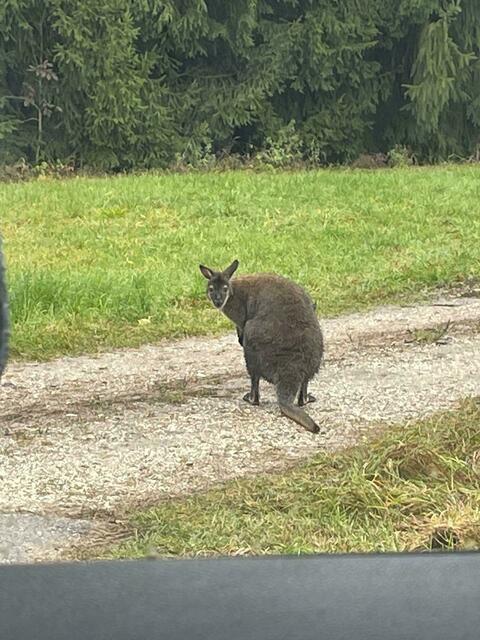 Das Wallaby beschäftigte den Bezirk im Herbst 2023. | Foto: Roland Eichhorn