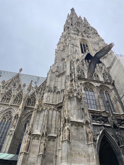 Besonders viele Tauben gäbe es laut FPÖ am Stephansplatz. | Foto: Teischl/RMW
