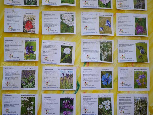 Foto: Michelle Holzmann