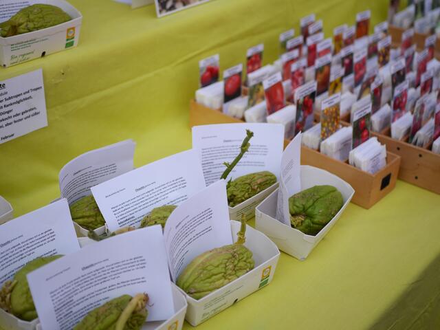 Foto: Michelle Holzmann