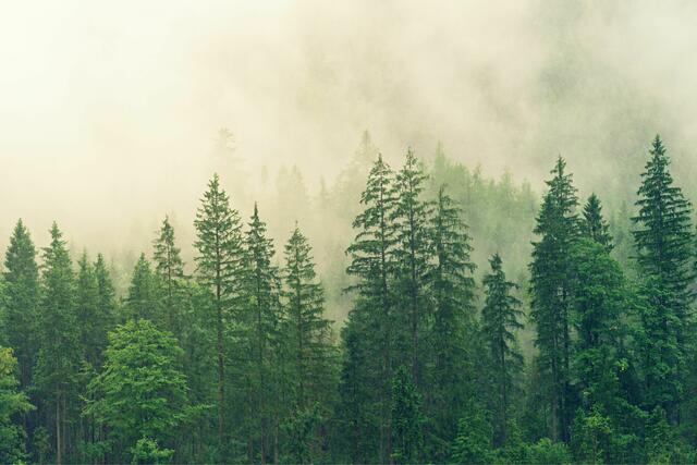 Welche Baumarten gibt es im Tiroler Wald? Das erfahrt ihr in diesem Beitrag! | Foto: Canva