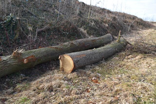 Im Purgstaller Ortsgebiet wurde ein kleines "Wildnisgebiet" abgeholzt. | Foto: Roland Mayr