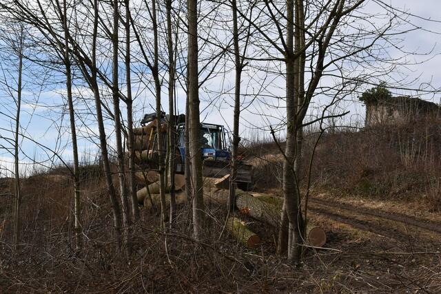 Im Purgstaller Ortsgebiet wurde ein kleines "Wildnisgebiet" abgeholzt. | Foto: Roland Mayr
