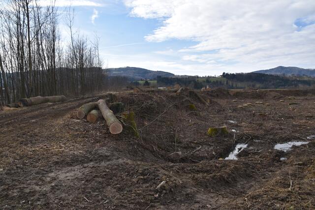Im Purgstaller Ortsgebiet wurde ein kleines "Wildnisgebiet" abgeholzt. | Foto: Roland Mayr