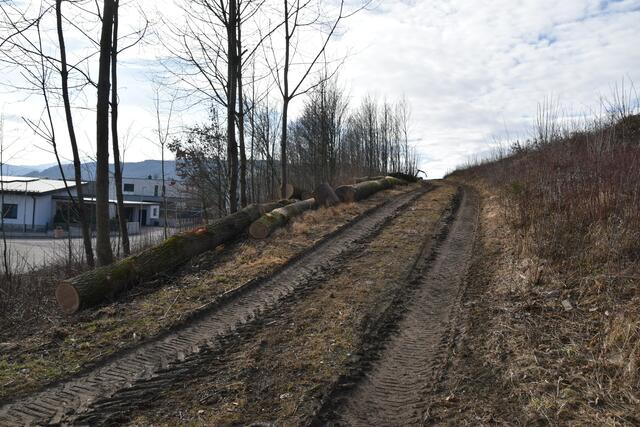 Im Purgstaller Ortsgebiet wurde ein kleines "Wildnisgebiet" abgeholzt. | Foto: Roland Mayr