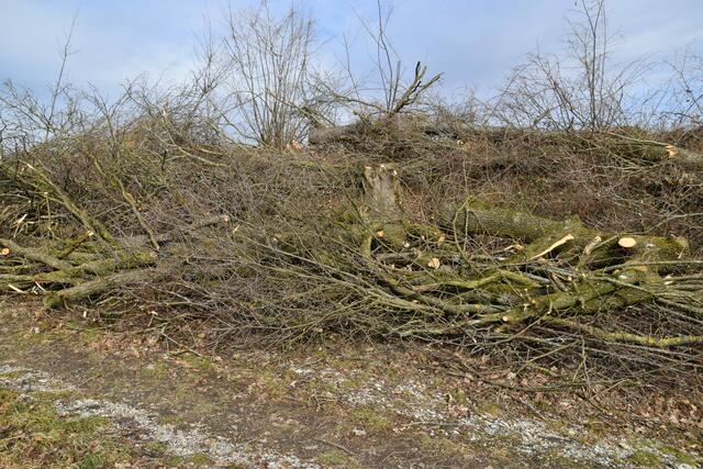Im Purgstaller Ortsgebiet wurde ein kleines "Wildnisgebiet" abgeholzt.