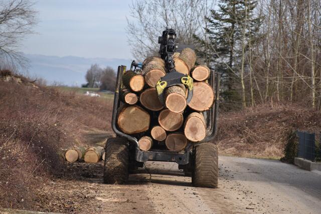 Im Purgstaller Ortsgebiet wurde ein kleines "Wildnisgebiet" abgeholzt. | Foto: Roland Mayr