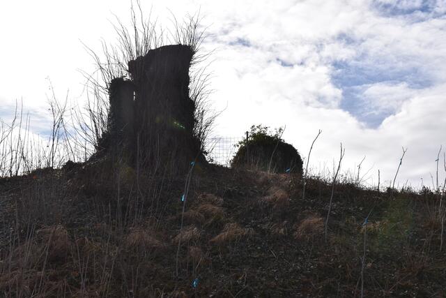 Im Purgstaller Ortsgebiet wurde ein kleines "Wildnisgebiet" abgeholzt. | Foto: Roland Mayr