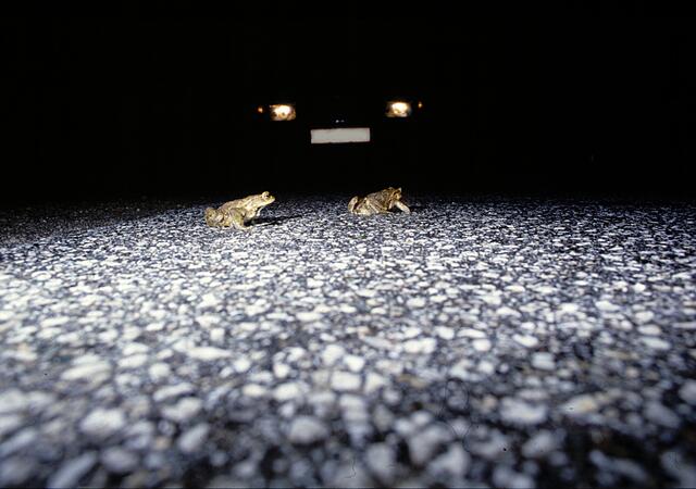 Die Erdkröte ist die österreichweit häufigste und größte Kröte. | Foto: Robert Hofrichter