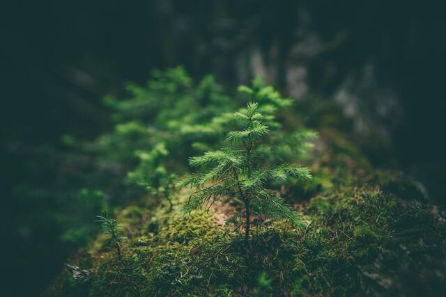 In einem Hernalser Waldstück wurde die Leiche von einem Wanderer gefunden. (Symbolfoto) | Foto: Matthew Smith/Unsplash