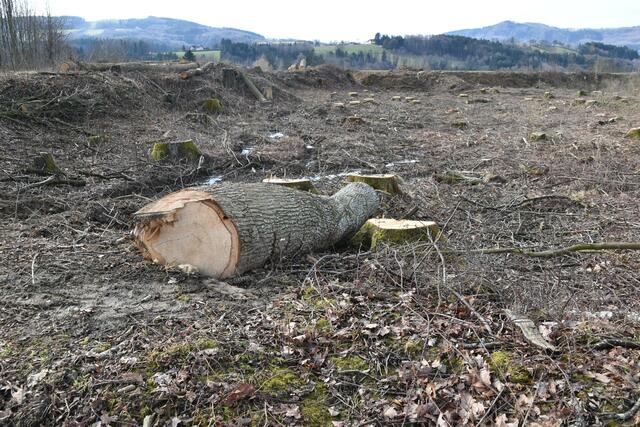 Im Purgstaller Ortsgebiet wurde ein kleines "Wildnisgebiet" abgeholzt. | Foto: Roland Mayr