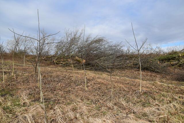 Im Purgstaller Ortsgebiet wurde ein kleines "Wildnisgebiet" abgeholzt.