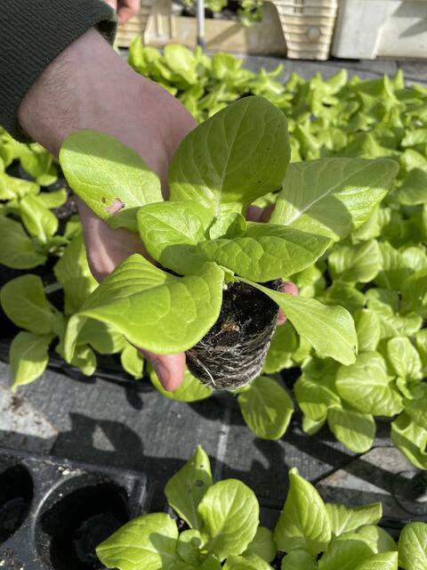 Salat: Salatpflanzen &amp; Co. werden in der Gärtnerei vorgezogen und sind abgehärtet. | Foto: MeinBezirk.at