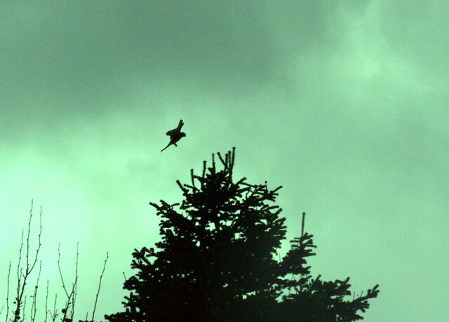 Der Turmfalke landet auf der Baumspitze - Foto grün eingefärbt. | Foto: Zuzana Kobesova 2024