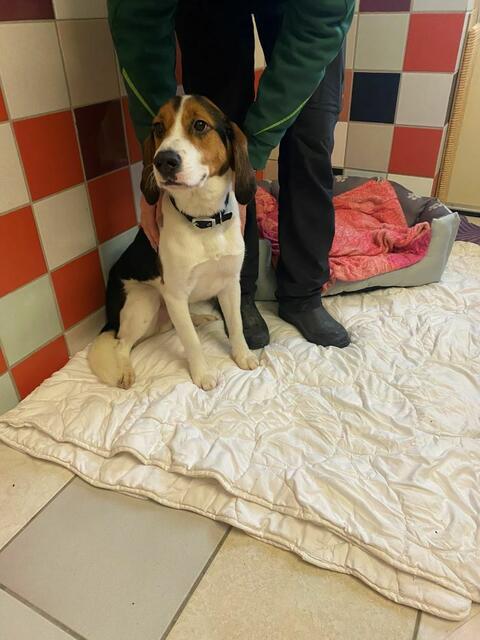 Bernd ist ein unglaublich lieber Kerl, der jedoch große Verlustangst hat. | Foto: Arche Wels