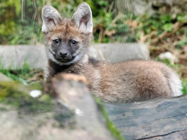 Das Jungtier ist erst acht Wochen alt. | Foto: Zoo Salzburg