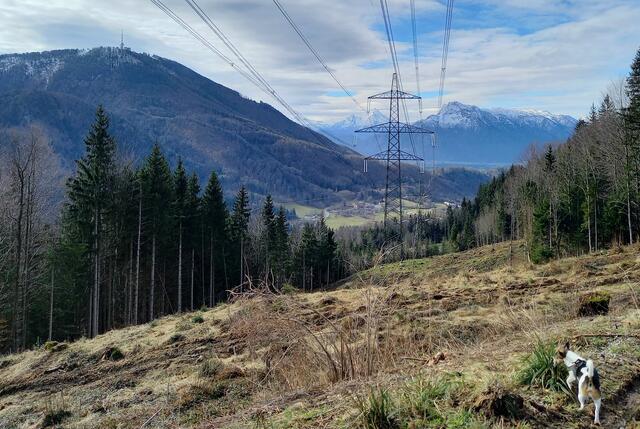 Foto: H.Bachinger 