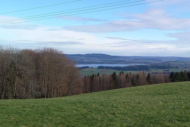 Blick auf den Wallersee  | Foto: H.Bachinger 