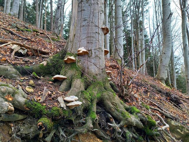 Eine Baumschwamm Siedlung  | Foto: H.Bachinger 