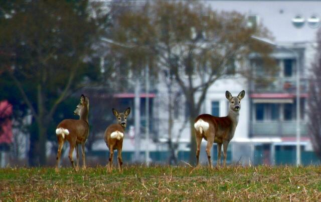 NOUVARIS Bogenschießscheiben 20 Stück - 10-Ring Zielscheiben Für Bogen Training