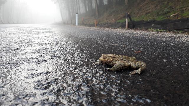 Erdkröte | Foto: Naturschutzbund NÖ