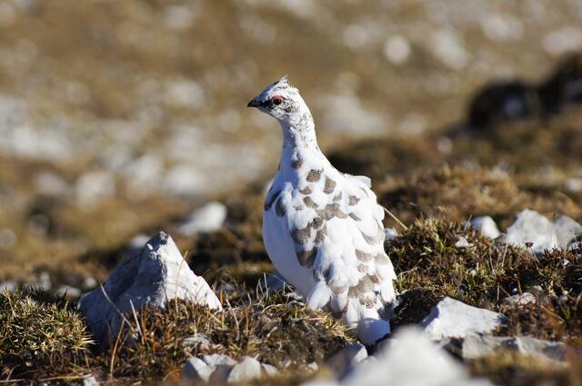 Im Hochgebirgs-Naturpark Zillertaler Alpen wird das Alpenschneehuhn-Monitoring fortgesetzt.
 | Foto: NP Zillertaler Alpen/Seppi