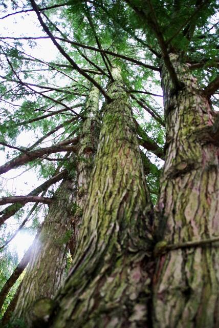Urige Bäume am Friedhof  | Foto: Zuzana Kobesova 2024