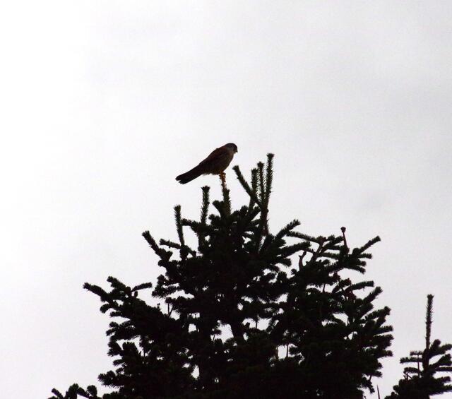 Der Turmfalke sichtet sein Revier | Foto: Zuzana Kobesova 2024