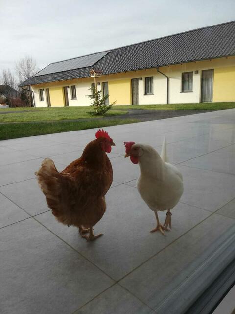 Foto: Schwinner